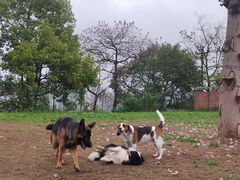 -趣多多宠物公园·宠物训犬学校·宠物寄养