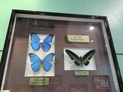 -上海昆虫博物馆