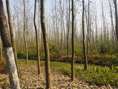 -合肥滨湖国家森林公园