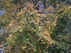 -帽儿山国家森林公园