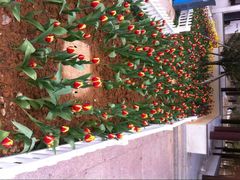 android_upload_pic-锦屏公园