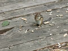 -五营红松林海景区