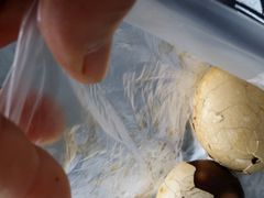 香菇茶叶蛋-金盆阿嬷香菇茶叶蛋(玄光店)