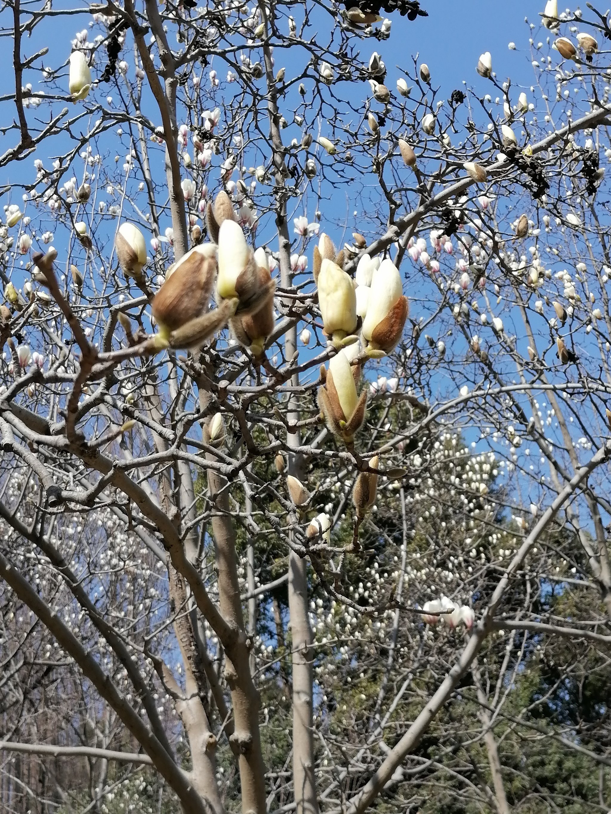 来杨浦公园赏上海市市花