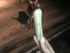 -清迈夜间动物园