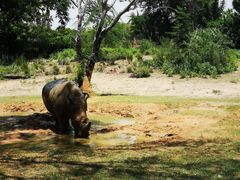 -奥兰多迪士尼动物王国乐园