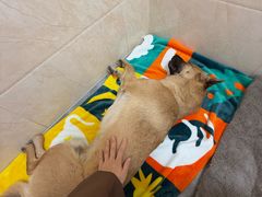 -芭比堂动物医院·CT·微创中心(新顺分院)