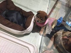 -momokira米努特·德文卷毛猫·棉花面纱犬