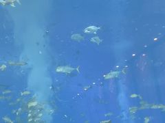 -亚特兰蒂斯•OSSIANO奥西亚诺海底餐厅