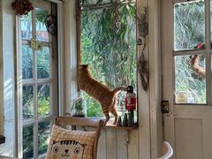 -海边的猫和咖啡馆