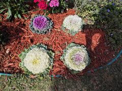 -东莞植物园