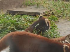 -上海动物园(地铁站)