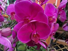 -重庆市江北嘴中央商务区中央公园