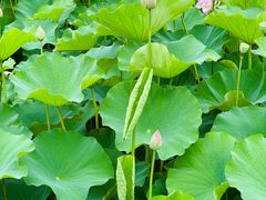 -梁鸿国家湿地公园