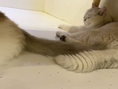 -Let's go狗咖·猫咖·奶狗·桌游(春熙路IFS店)