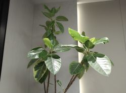 -颜蕾医美·黄金微针·水光·玻尿酸·超声炮