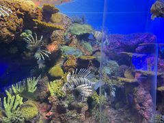 -上海海洋水族馆