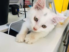 -平行世界·猫咖(首经贸店)