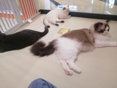 -三花喵·撸猫购宠·宠物生活馆(虹桥南丰城店)