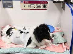 -北京观赏动物医院·24小时大型综合·猫专科·异宠专科