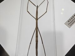 -上海昆虫博物馆