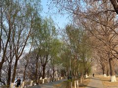 -长白岛森林公园