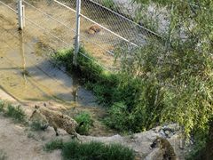 -西霞口神雕山野生动物世界