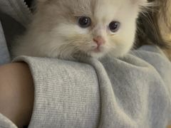 -楼上猫咖(罗湖店)