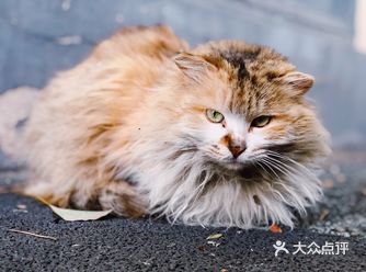 “共享领养”是什么骚操作 请确认好责任再来领养