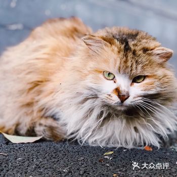 “共享领养”是什么骚操作 请确认好责任再来领养