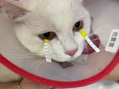 -美联众合动物医院·24h转诊中心
