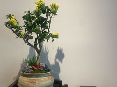 -王德传茶庄(上海新天地店)