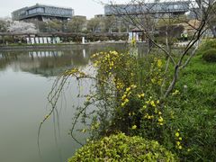 -嘉定紫藤园