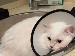 -伟伟宠物医院·瑞派猫友好医院·猫科(光谷店)