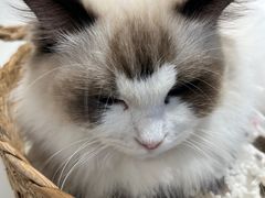 -怪兽屋·羊驼·猫咖·狗咖(俊华广场店)