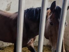 -北京群众马术培训基地