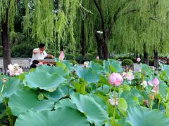 -莲花池公园
