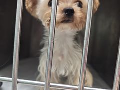 -严国平动物医院(德政总院)