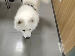 -瑞派宠物医院·24h·骨外科·皮肤科·全科宠物医疗转诊中心(沈阳浑南院)