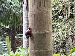 -深圳仙湖植物园
