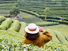 -龙坞茶村