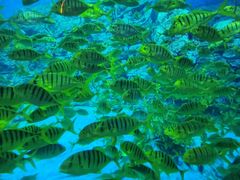 -芜湖新华联大白鲸海洋公园