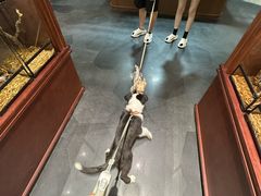 -帕帕拉兹宠物(亚洲旗舰店)