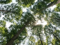 -黄海国家森林公园