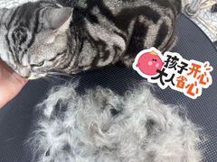 -momokira米努特·德文卷毛猫·棉花面纱犬