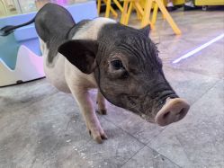 -神奇动物撸宠馆·羊驼·小浣熊·异宠(豫园店)