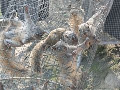 -西霞口神雕山野生动物世界