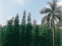 -三水森林公园