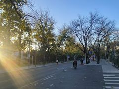 -三里屯东五街银杏大道