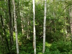 -五营红松林海景区